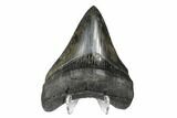 Serrated, Fossil Megalodon Tooth - South Carolina #168141-2